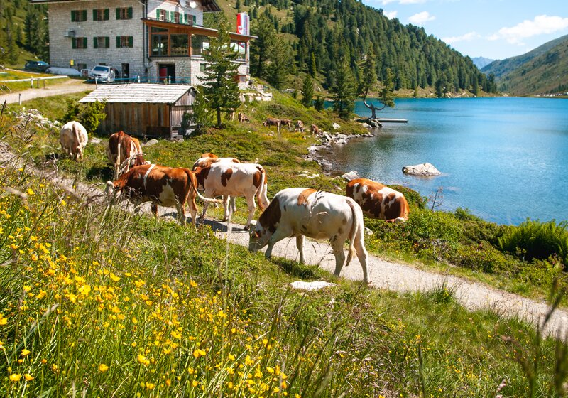 Inn, cows, view of the lake, meadow | © Roter Rucksack