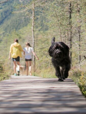 Biotop, Familie, Hund | © Notdurfter Anna